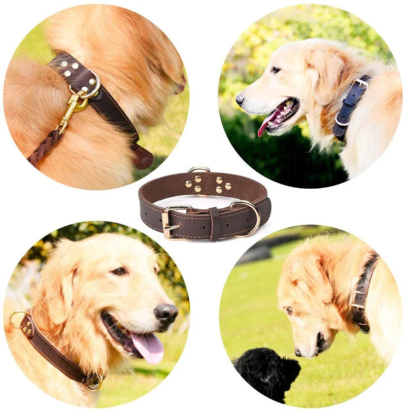 Collier en cuir pour chiens moyens et grands